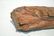 PETRIFIED WOOD FOSSIL - 8" x 5" x 4 1/2" - 5
