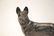 GERMAN SHEPHARD CAST IRON DOOR STOP - 3