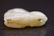 Carved White Jade seated horse with ruyi scepter - 10