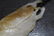 Carved white Jade Fruit Form Pendant - 6