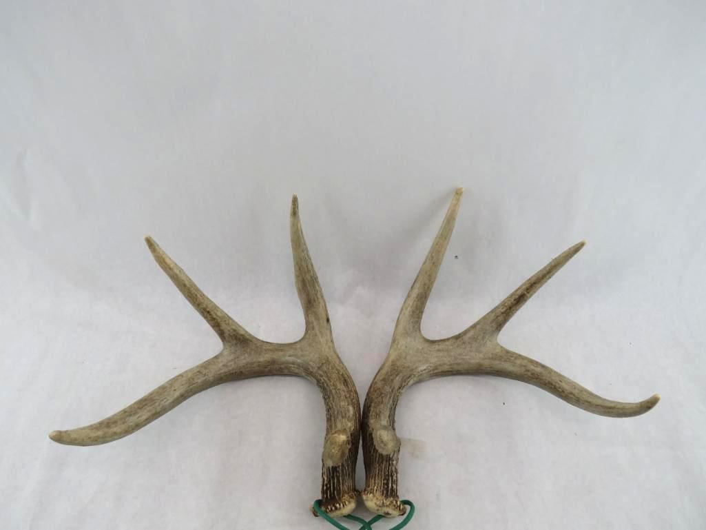 Pair of Rattling Antlers: .
