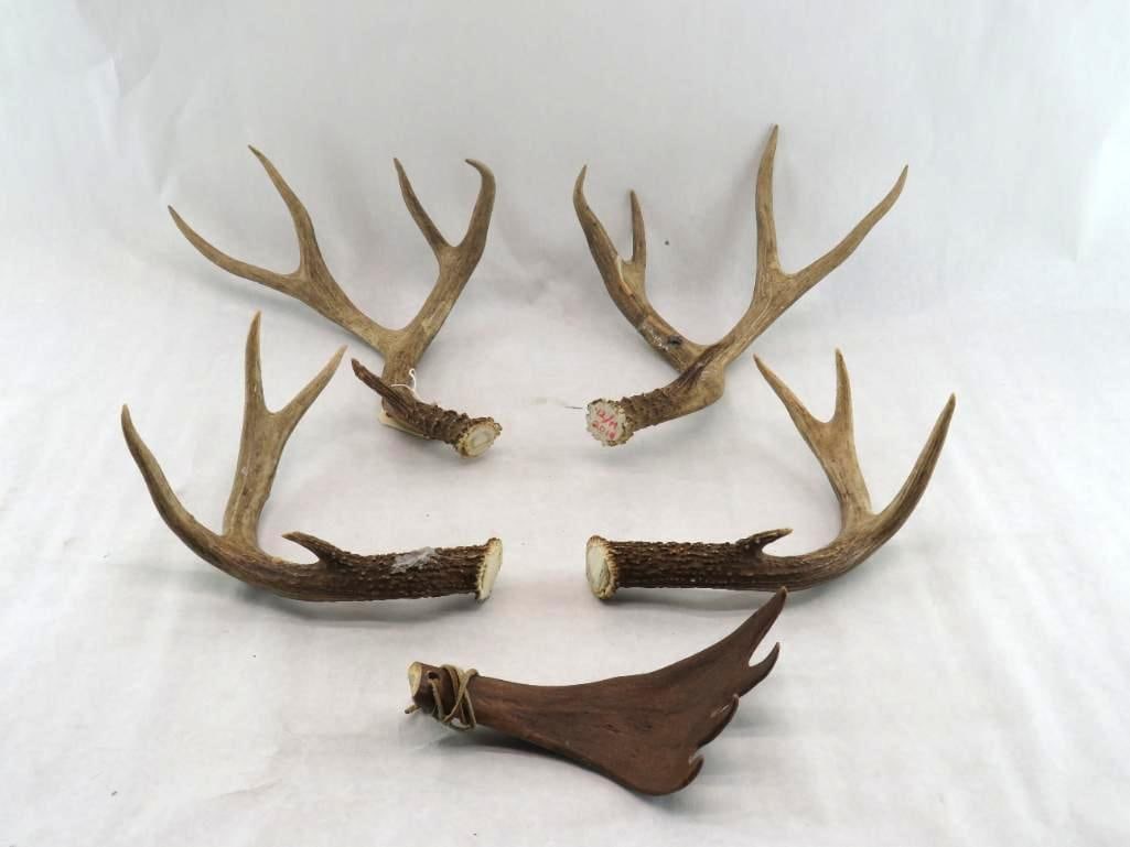 (2) Pairs of Deer Antlers: Mule & Whitetail; some hot melt glue residue