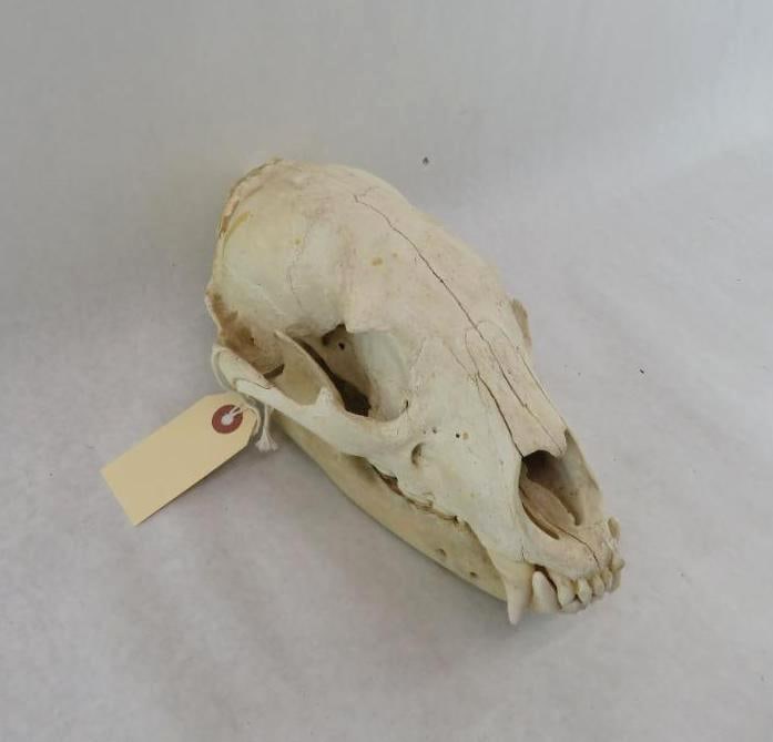 Black Bear Skull: 10" in length, minor repair to front teeth
