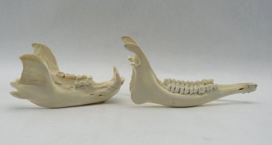 Bear Jaw & Deer Jaw (1 of 3)
