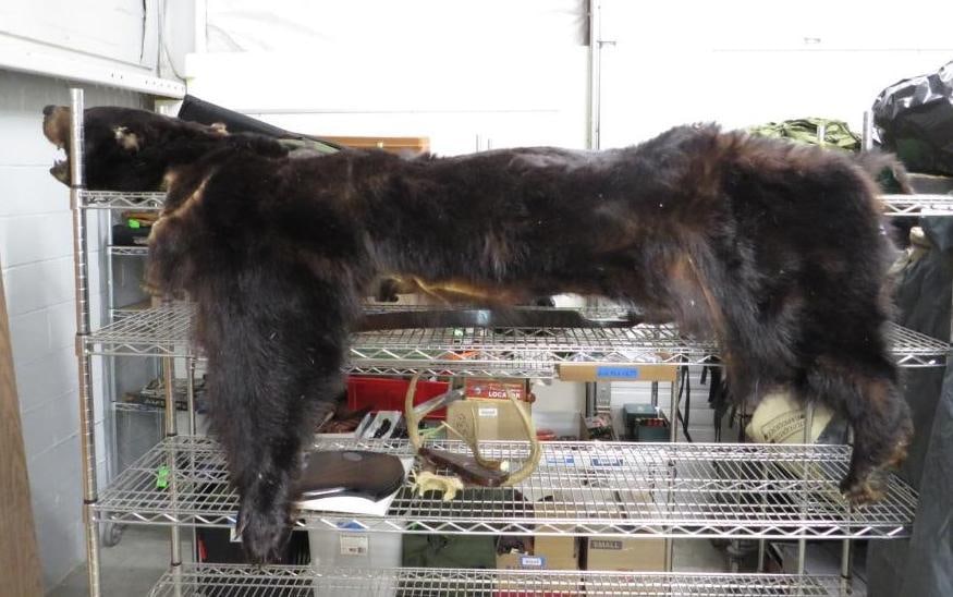 Bear Skin Rug: Appx. 6' Long, 6' Wide