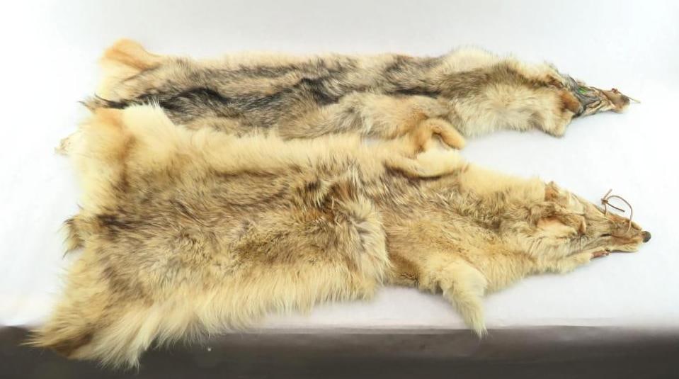 (2) Coyote Pelts: Apx. 48" Long by 10" & 43" x 10 "