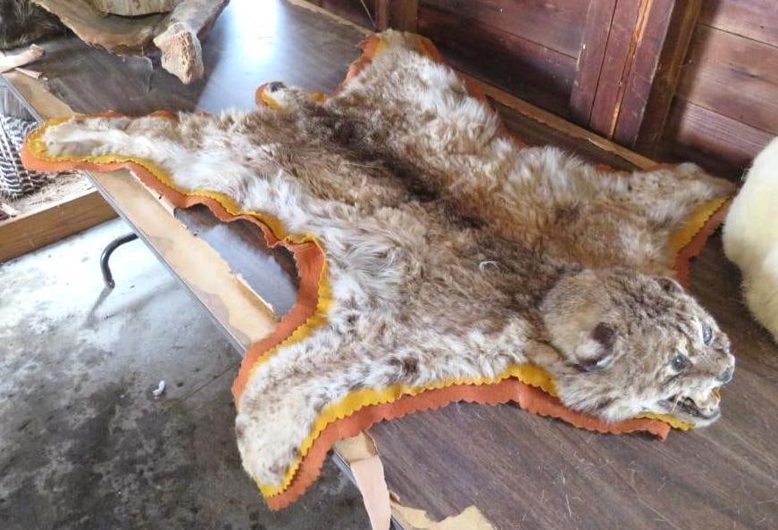 Bobcat Pelt Rug w/Head: approx. 37" x 36"; Location: Orleans, VT