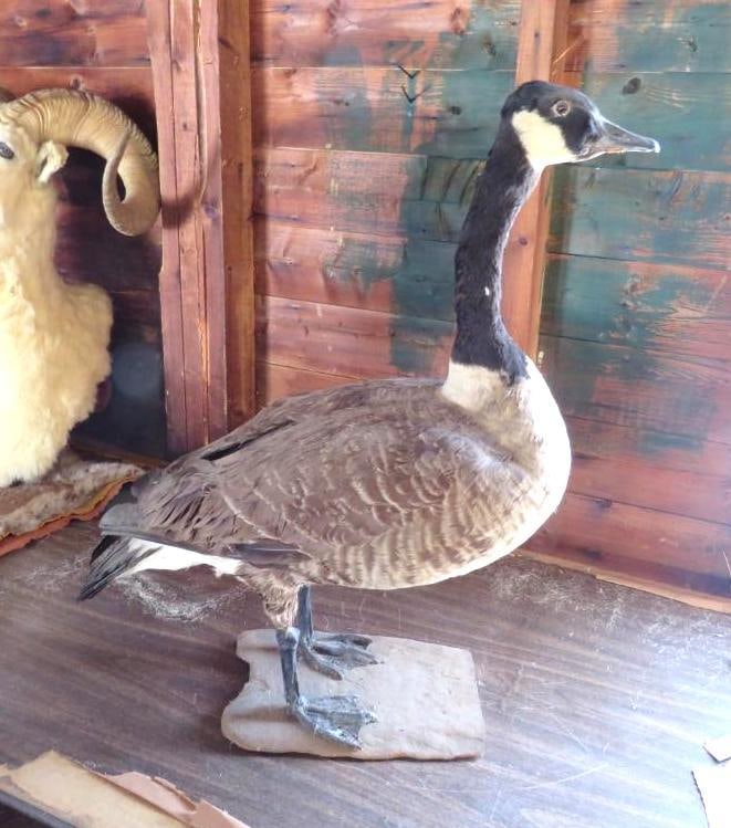 Canada Goose Full Body Mount (1 of 7)