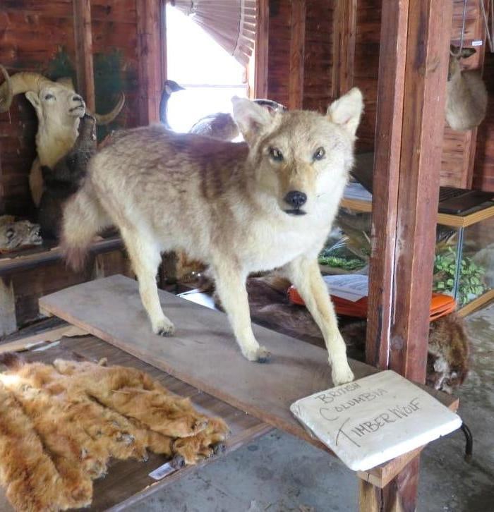 Coyote Full Body Mount (1 of 7)