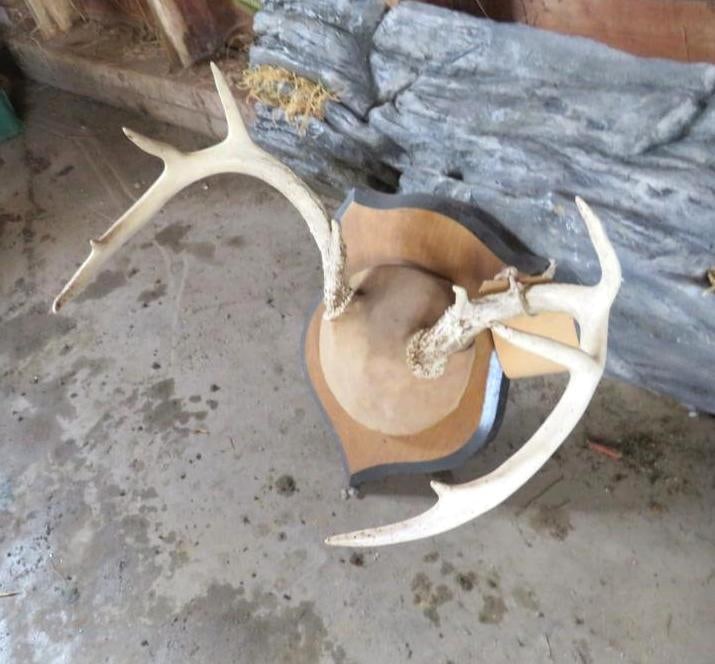 6-Point Whitetail Deer Antlers (1 of 7)