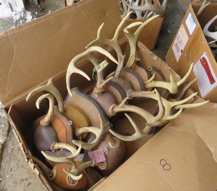 (8) Asst. Whitetail Deer Antler Mounts (1 of 5)