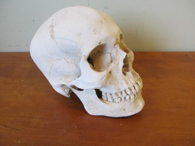 Realistic Plaster Human Skull (1 of 5)