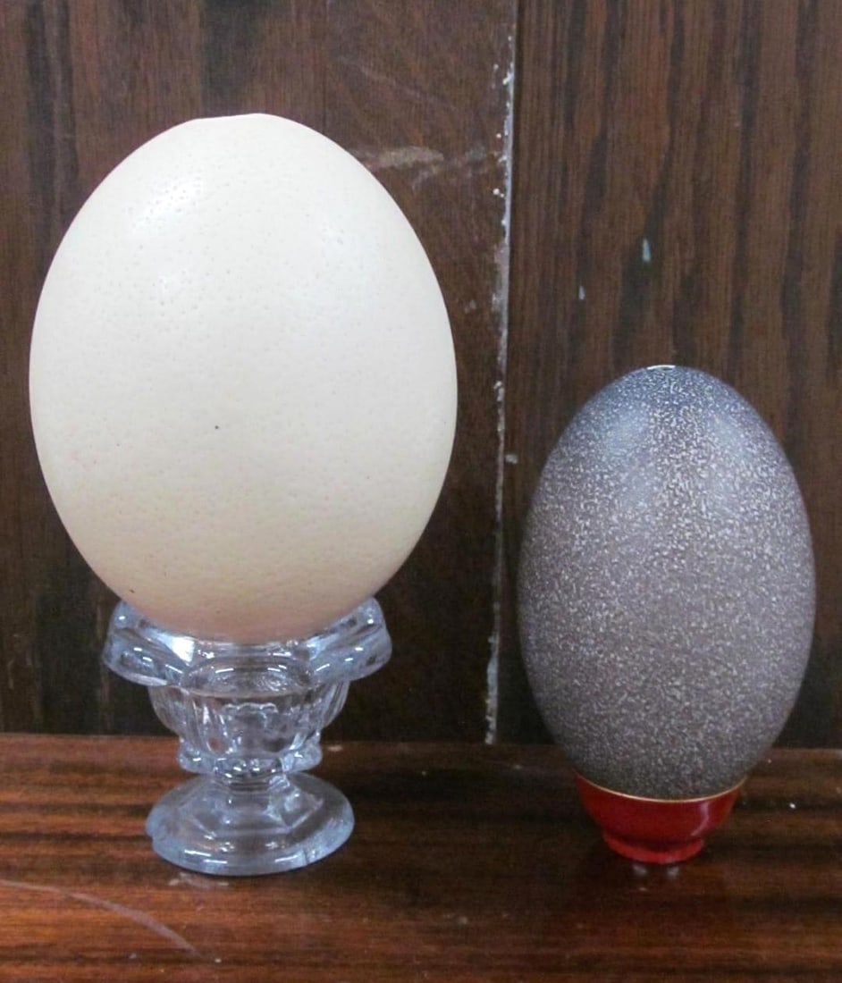 Ostrich & Emu Egg Shells (1 of 4)
