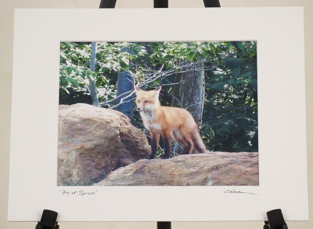 Elisabeth Wooden "Fox At Spruce" Color Photograph: Vermont Seasons Series, signed on matte "E. Wooden", 11 x 14" matted 