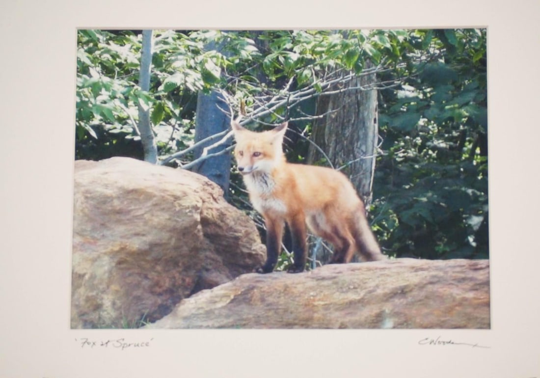 Elisabeth Wooden "Fox At Spruce" Color Photograph - 2