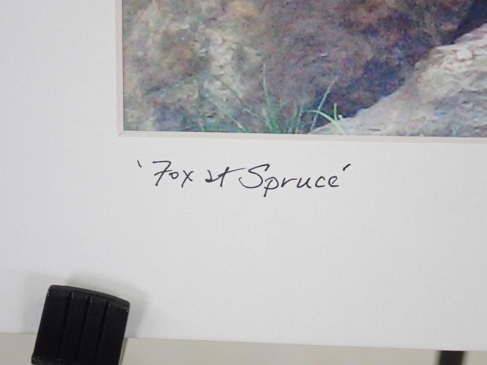 Elisabeth Wooden "Fox At Spruce" Color Photograph - 3