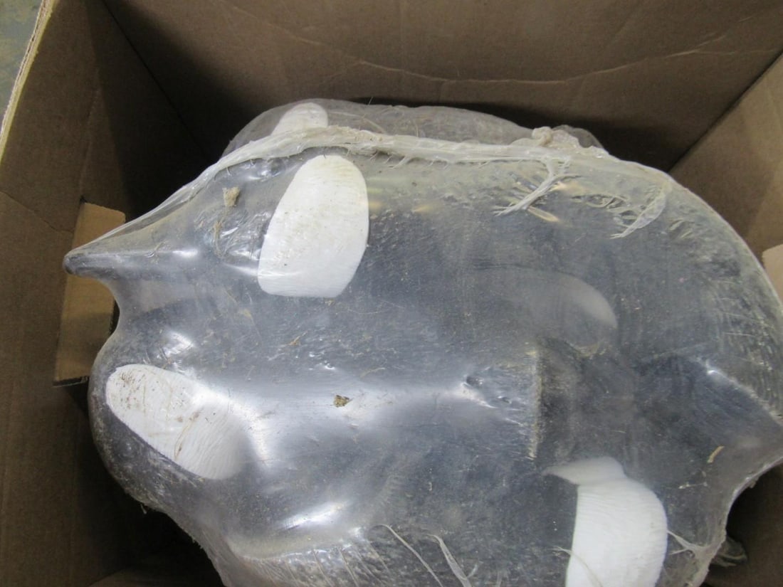 (43) Canada Goose Field Decoys - 7