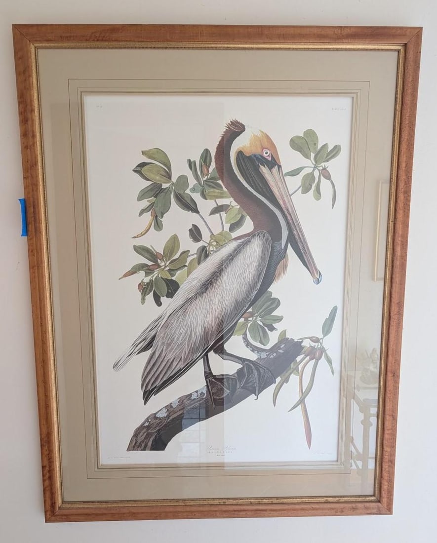 Contemporary Audubon "Brown Pelican" Print: 50" x 37.5" framed 