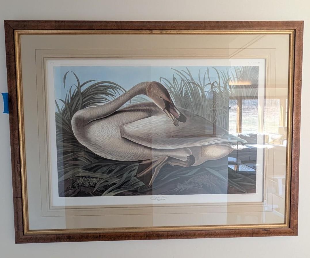 Contemporary Audubon Print "Trumpeter Swan": 38.25" x 50.5" framed 