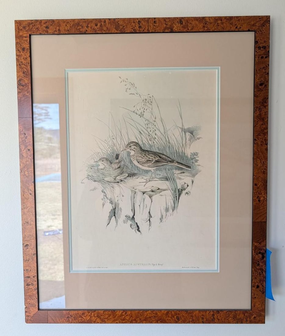 Contemporary Ornithological Print "Anthis Australis": 26" x 21" framed 