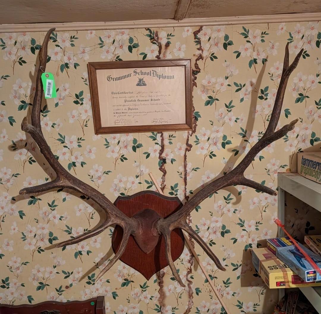 Elk or Caribou Wall Mount Rack: approx. 36"