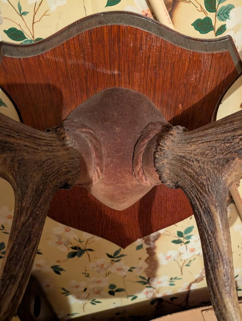 Elk or Caribou Wall Mount Rack - 3