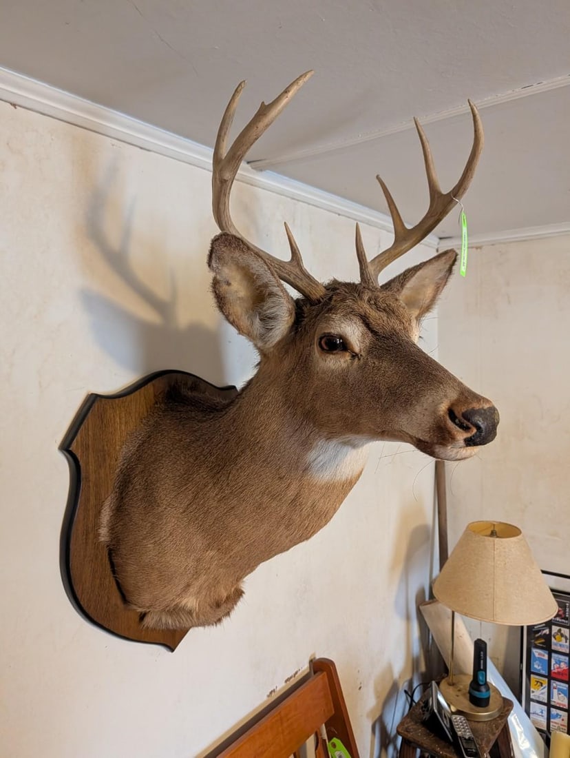 8-Point White Tail Deer Mount (1 of 7)