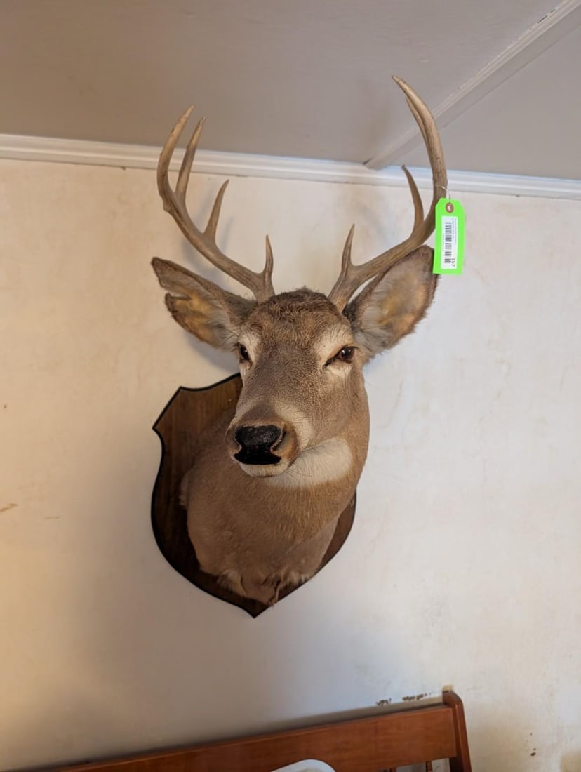 8-Point White Tail Deer Mount - 2