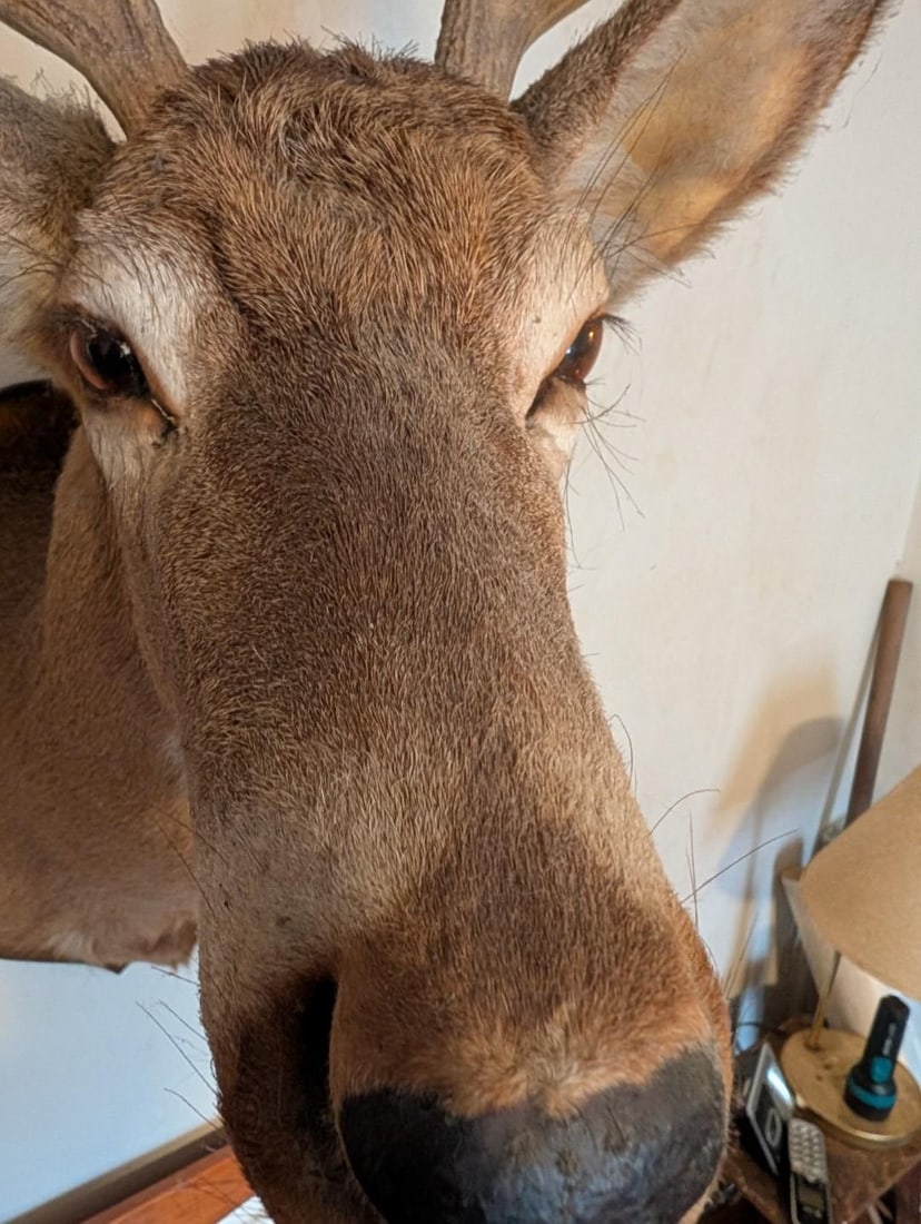 8-Point White Tail Deer Mount - 5