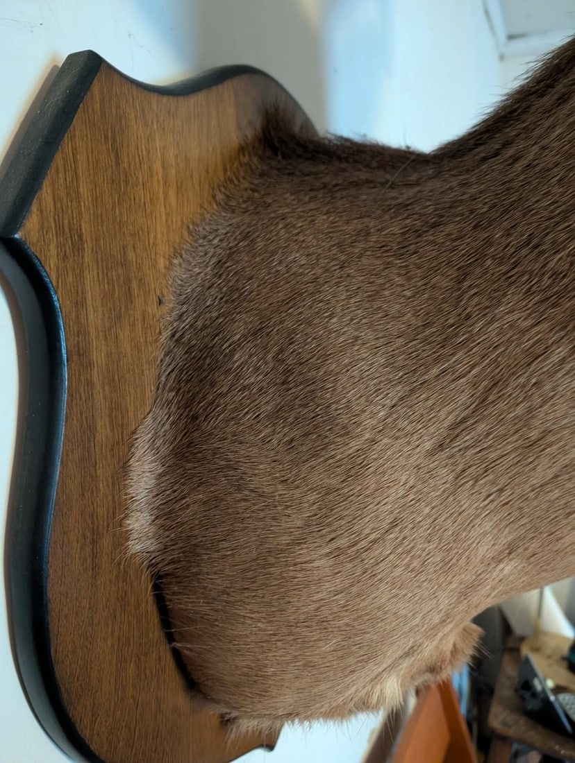 8-Point White Tail Deer Mount - 6