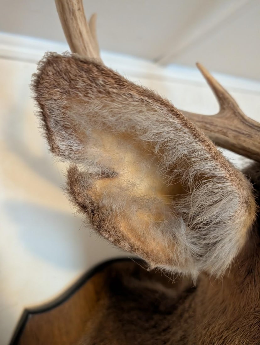 8-Point White Tail Deer Mount - 7