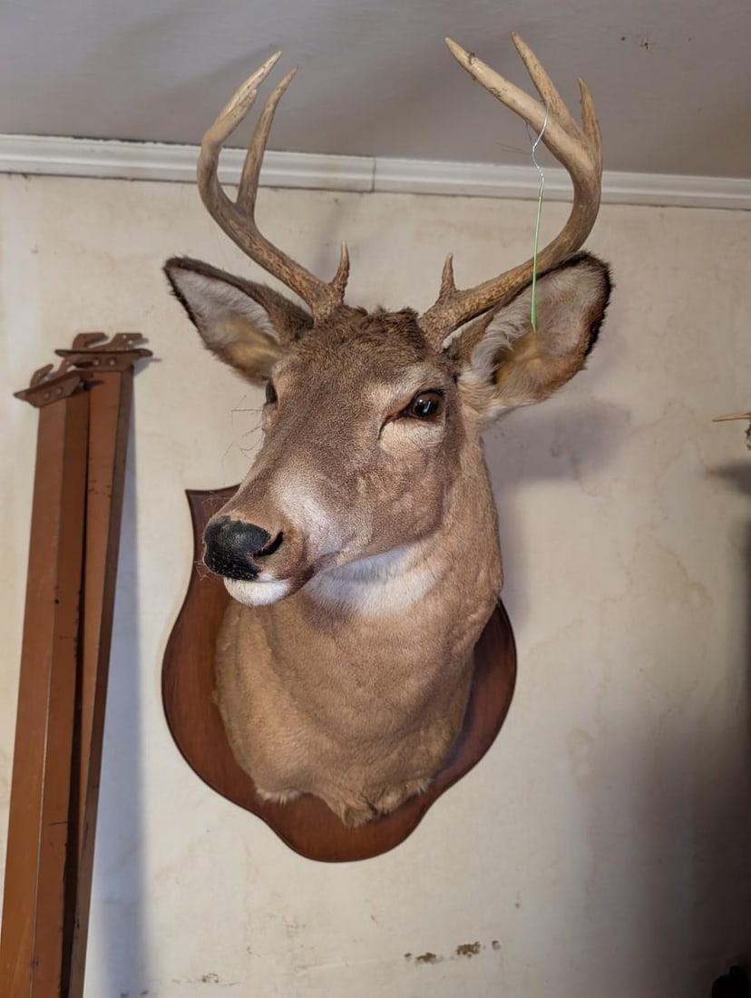 6-Point White Tail Deer Mount (1 of 6)