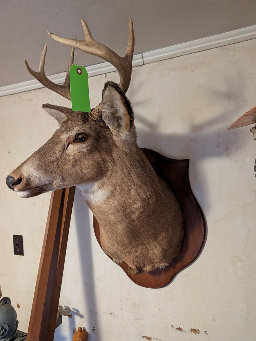 6-Point White Tail Deer Mount - 2