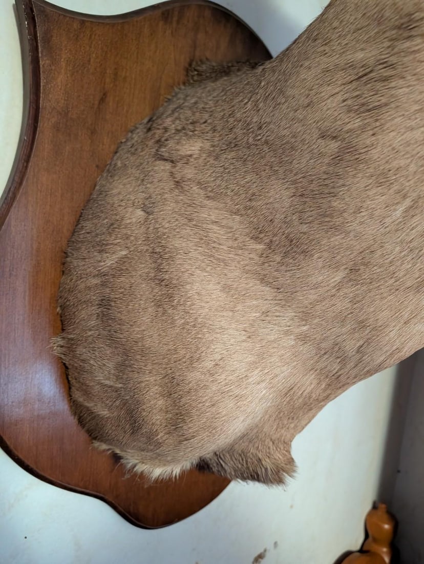 6-Point White Tail Deer Mount - 6