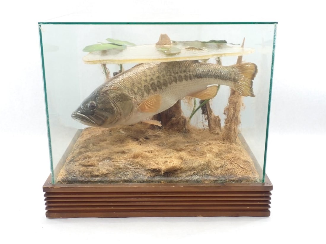 Great Fresh Water Bass Mount in Glass Case: OAD 23" x 18" x 19" Tall