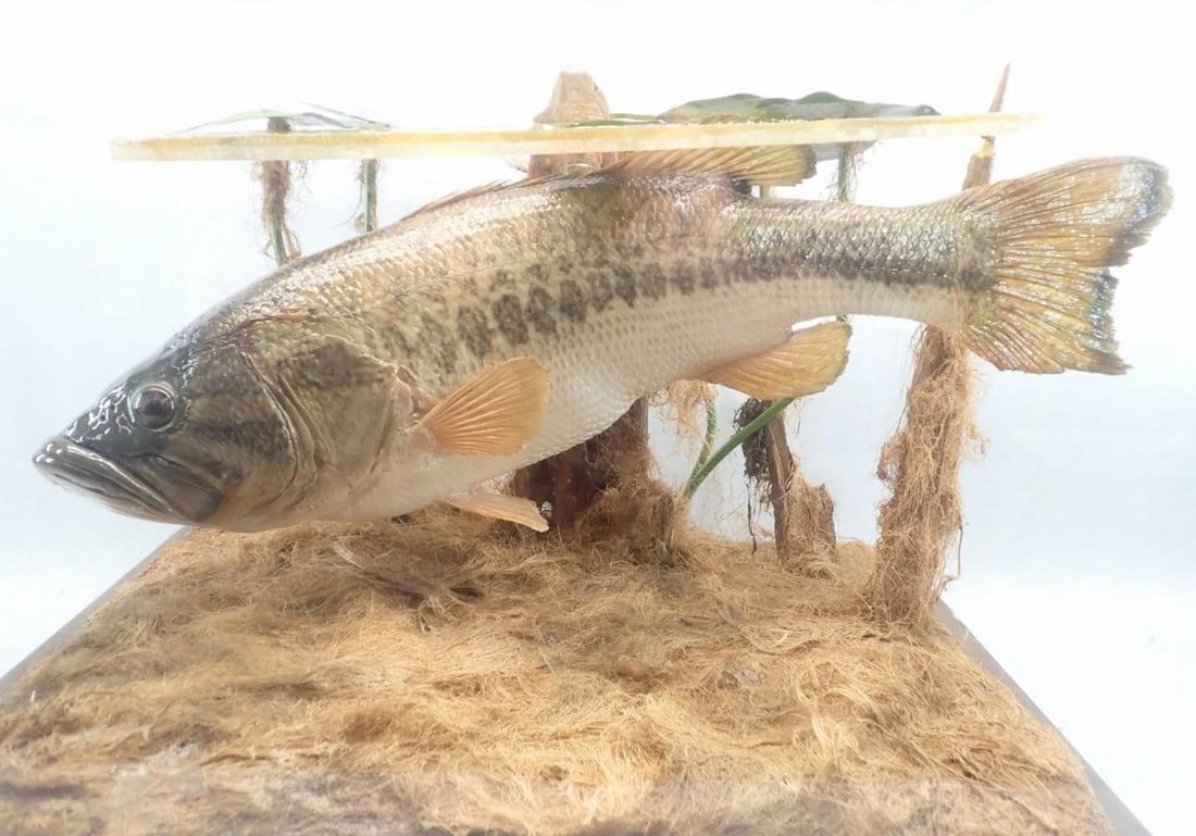 Great Fresh Water Bass Mount in Glass Case - 2