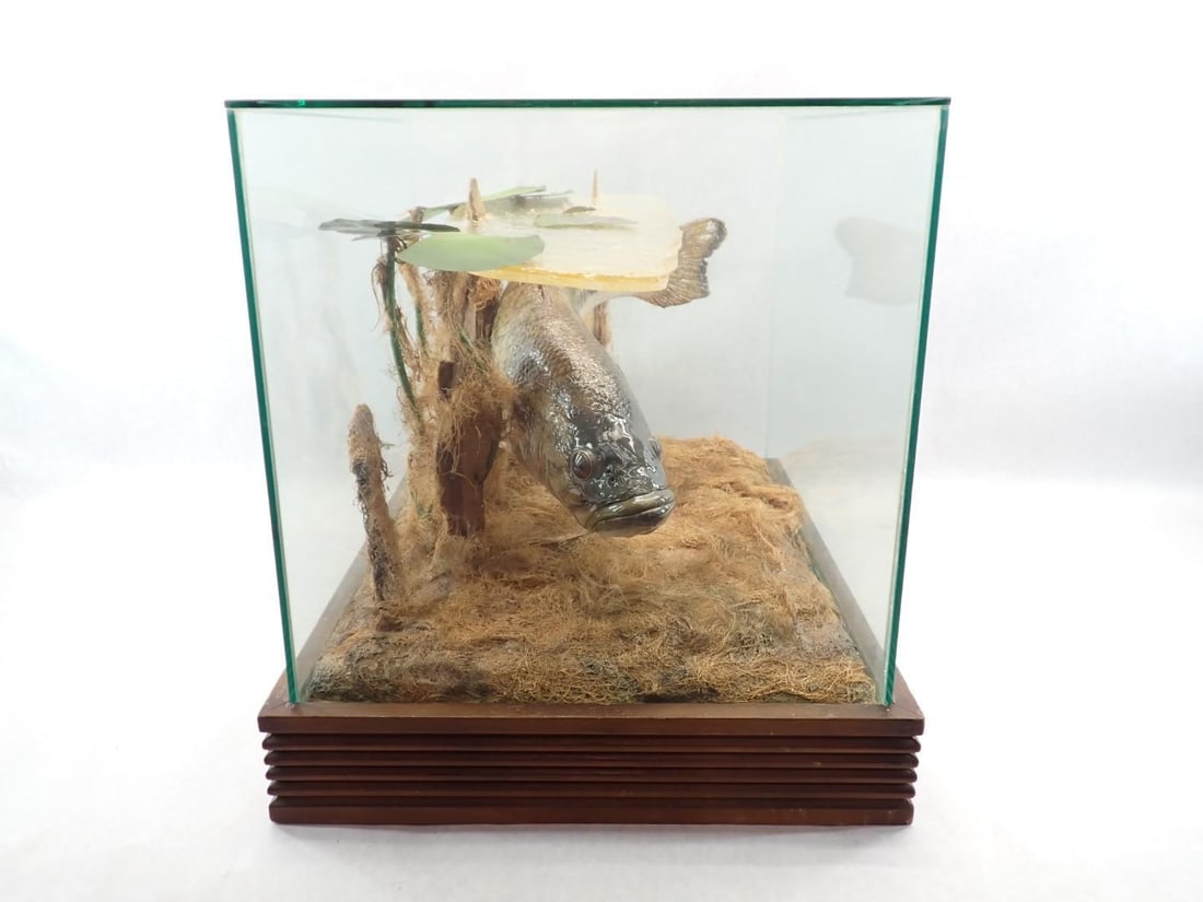 Great Fresh Water Bass Mount in Glass Case - 3
