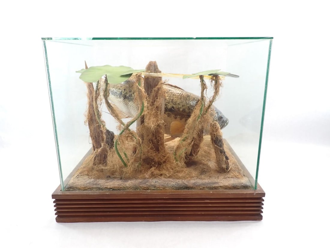 Great Fresh Water Bass Mount in Glass Case - 4