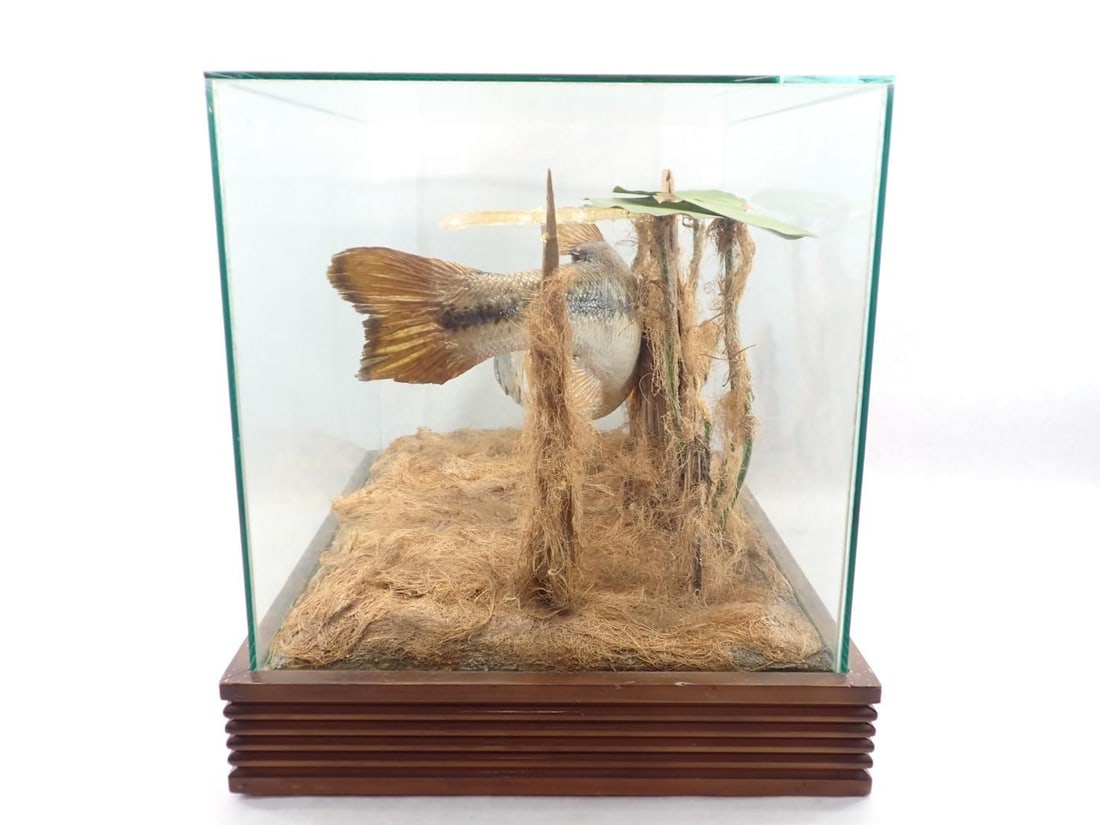 Great Fresh Water Bass Mount in Glass Case - 5