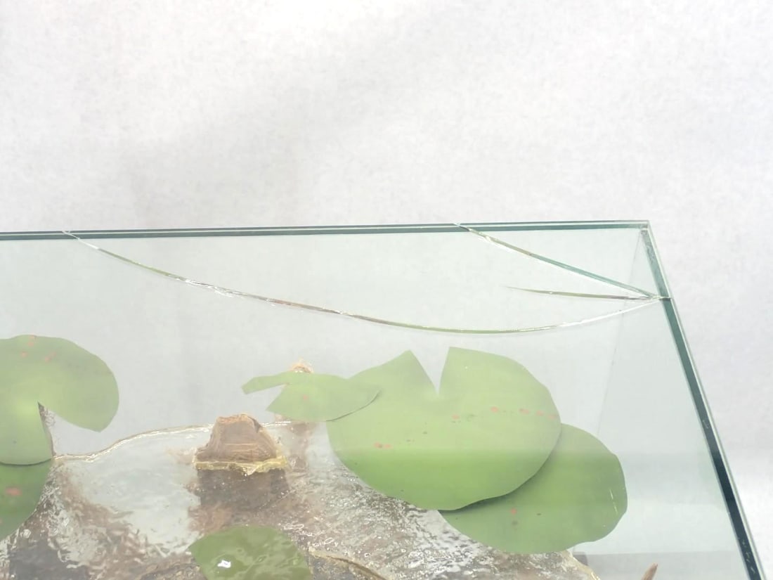 Great Fresh Water Bass Mount in Glass Case - 6