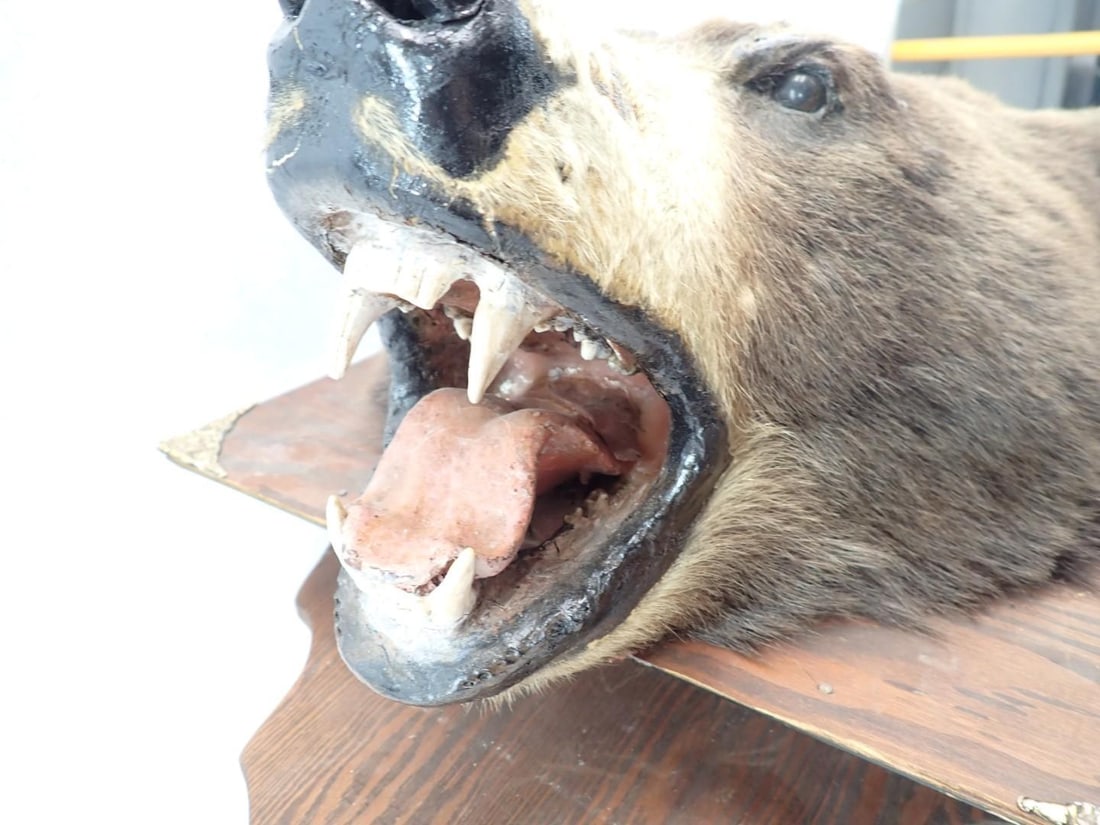 Bear Head Mount - 10