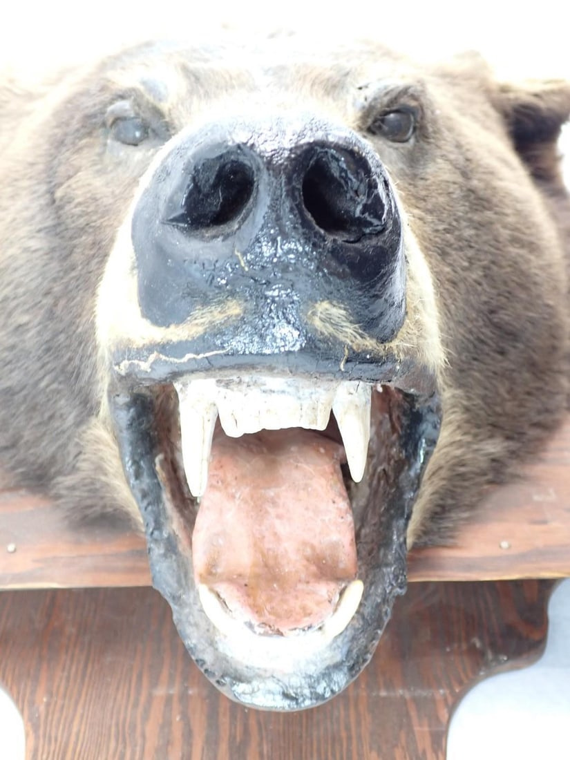 Bear Head Mount - 11