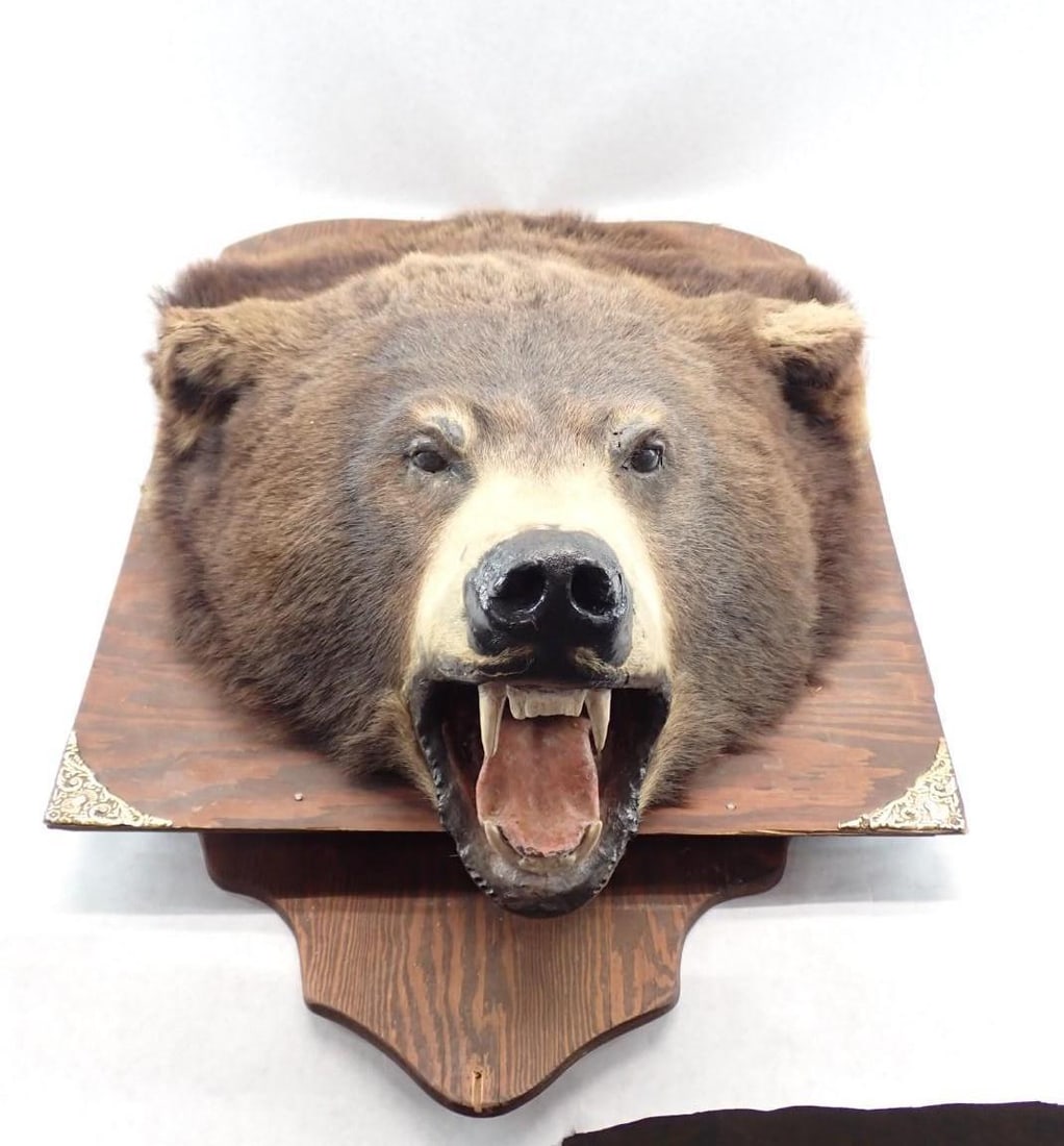 Bear Head Mount: Bear Head Mount