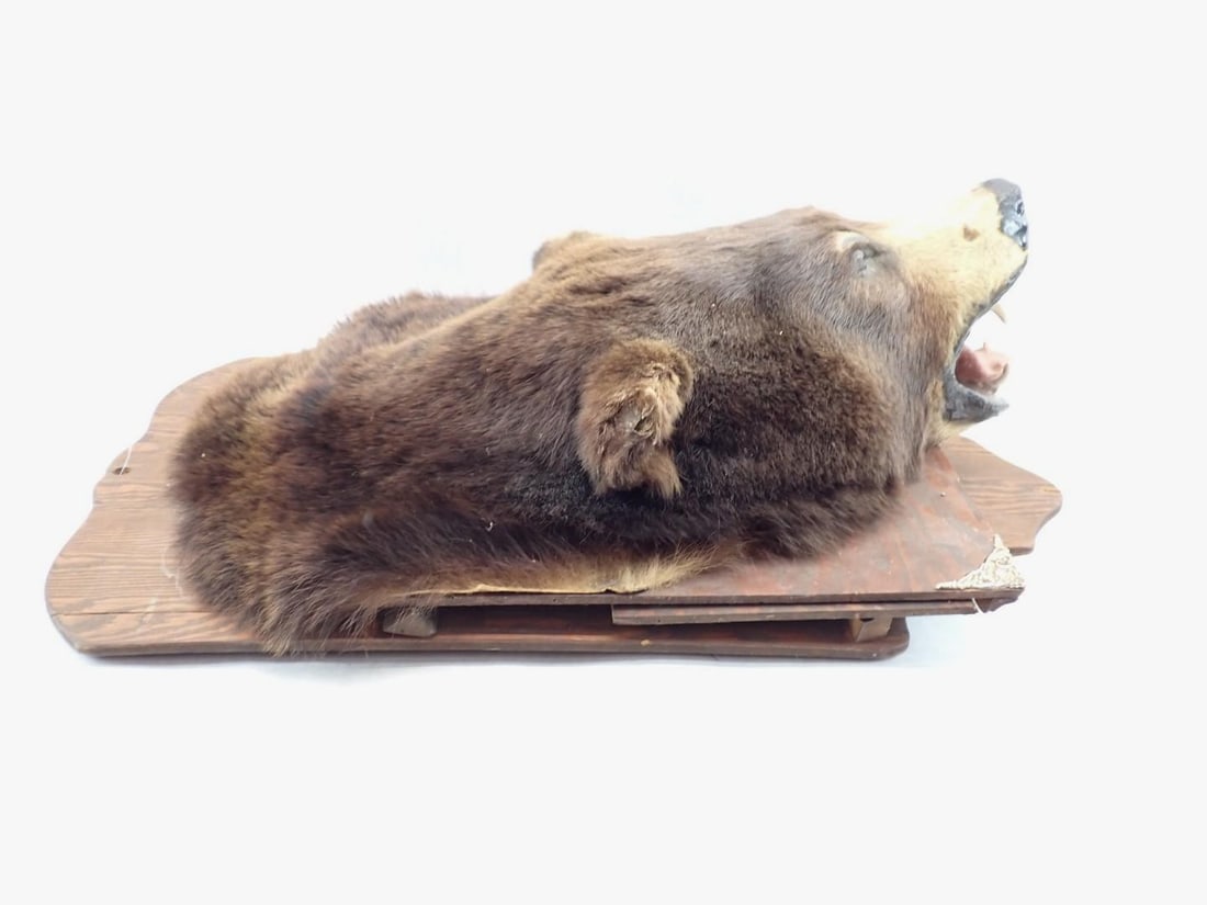 Bear Head Mount - 2