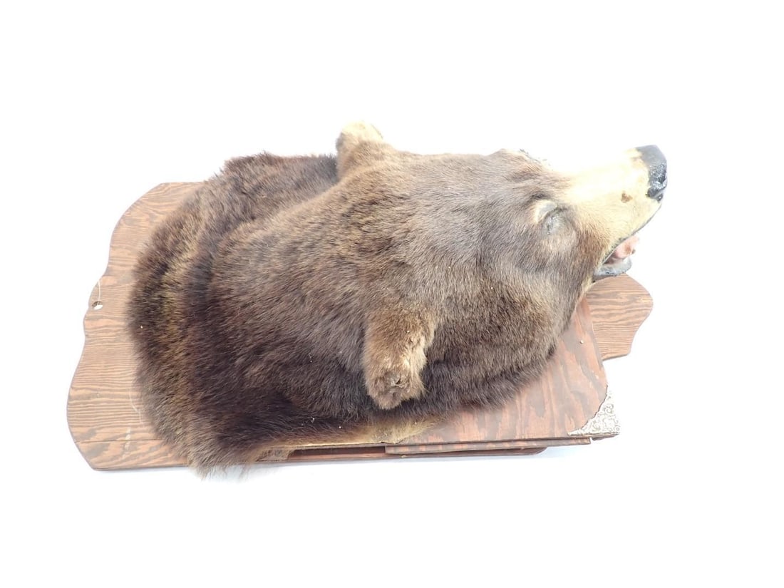 Bear Head Mount - 3