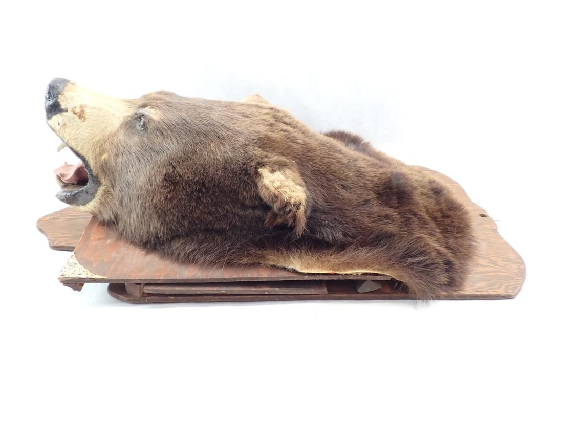 Bear Head Mount - 4