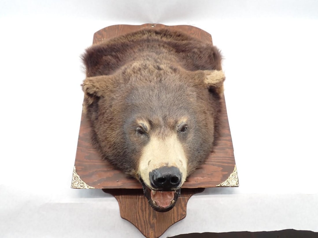 Bear Head Mount - 5