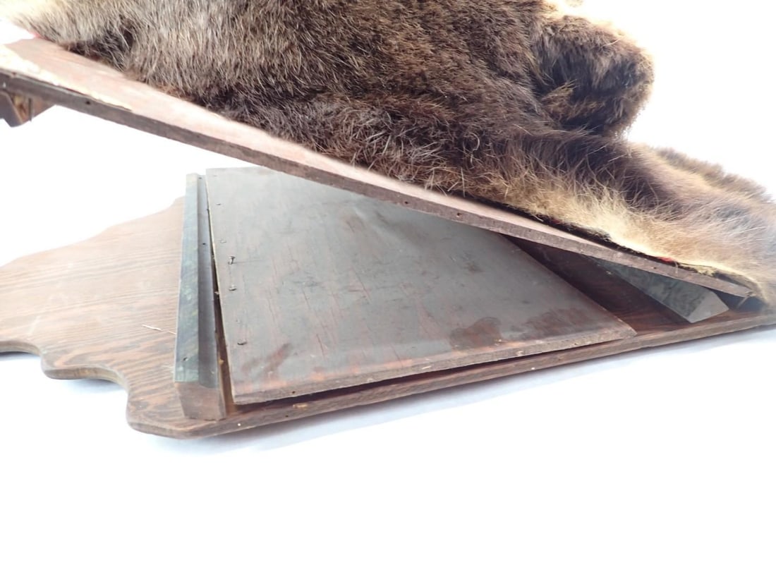 Bear Head Mount - 6