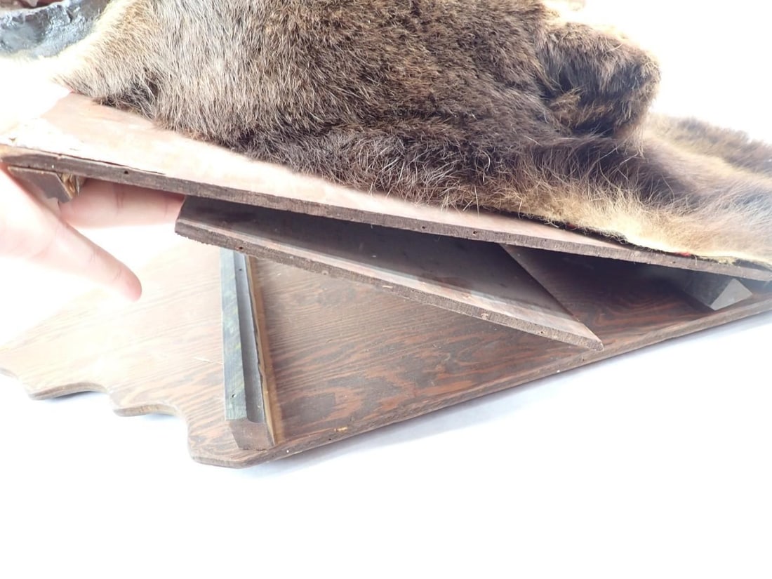 Bear Head Mount - 7
