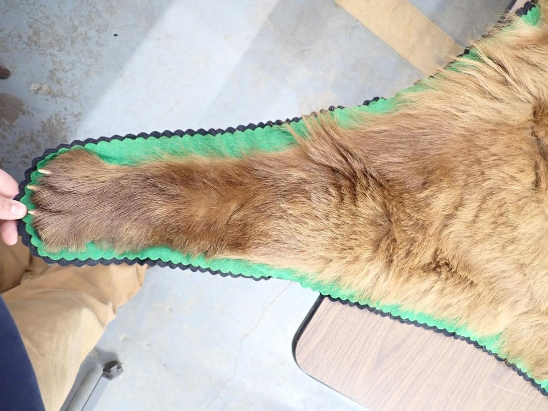 Brown Bear Rug w/ Head Mount - 15
